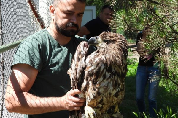 I DRUGI BELOREPAN IZ ODŽAKA JE USPEŠNO IZLEČEN I VRAĆEN U PRIRODU