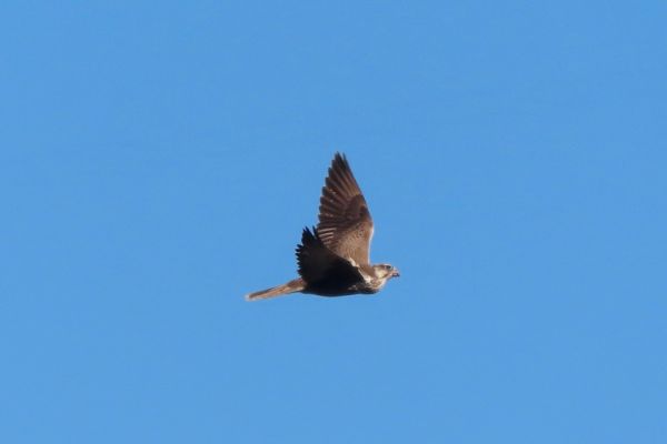 Četiri mrtva stepska sokola u Vojvodini