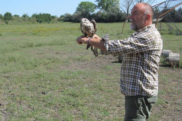 Stepski soko (Falco cherrug) uspešno vraćen u prirodu