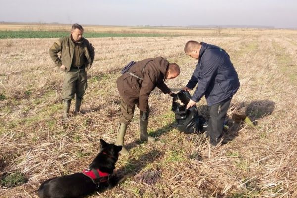 Oko Grabovaca u Sremu pronađeno još otrovanih orlova