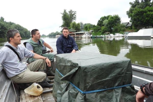 Млади орао белорепан после опоравка враћен родитељима