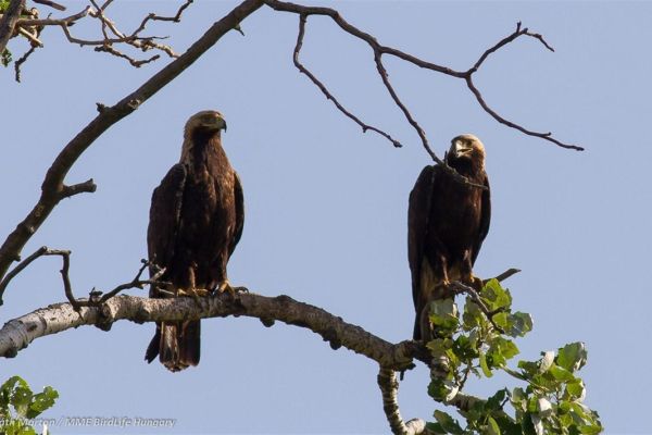 Simbol srpskog grba, orao krstaš se bori za opstanak