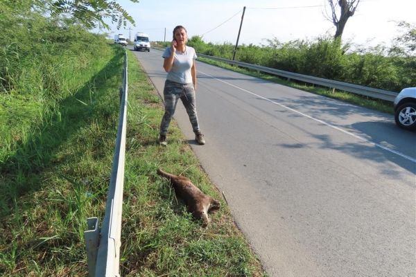 ZBRINJAVANJE POVREĐENE VIDRE NA PUTU KOD BAČKOG GRADIŠTA