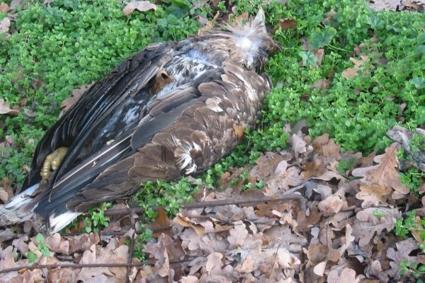 Pronađena dva mrtva orla belorepana (Haliaeetus albicilla) kod Sremske Rače