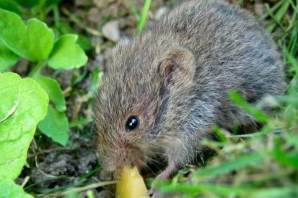 Saopštenje za javnost - Rodenticidi na njivama su otrovna trpeza za životinje