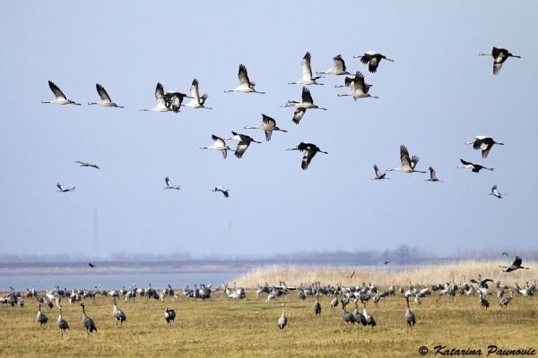 4. FESTIVAL ŽDRALOVA U SRP  “SLANO KOPOVO”