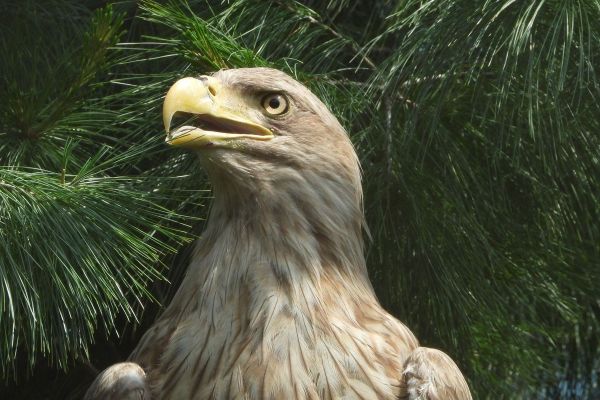 USPEŠNO POLETANJE OPORAVLЈENIH PTICA KAO KRUNA VIŠEMESEČNOG RADA