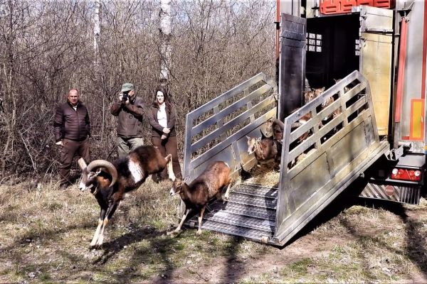„Subotička šuma“ naselјena muflonima i jelenima lopatarima iz Slovačke