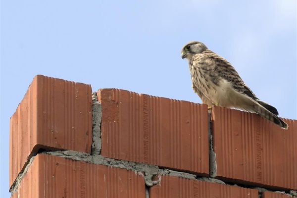 Kažnjen zbog nuđenja vetruške na prodaju