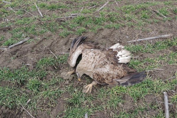 Sistematsko trovanje šakala kod Novog Kneževca pokosilo strogo zaštićene vrste