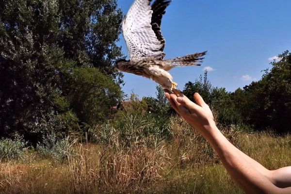 PTICE GRABLJIVICE NAKON OPORAVKA VRAĆENE U PRIRODU