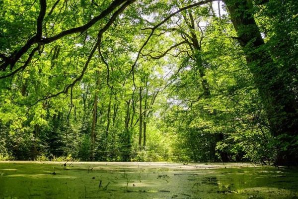 21. mart – Svetski dan šuma