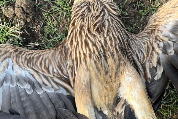 Mladi orao krstaš pronađen stradao ispod dalekovoda