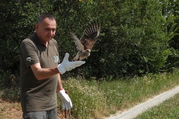 Stasale grabljivice za samostalan život uspešno odletele
