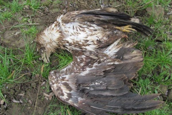 Pronаđen mrtаv orаo belorepаn (Haliaeetus albicilla) kod Bаčke Pаlаnke