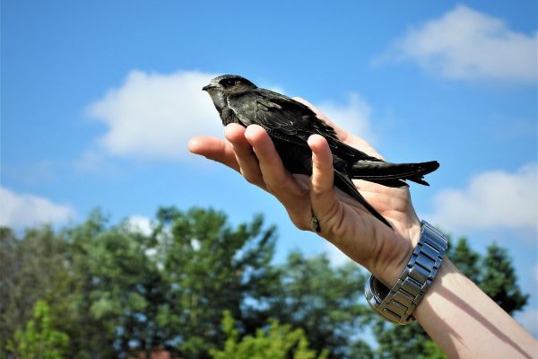 CRNE ČIOPE USPEŠNO POLETELE