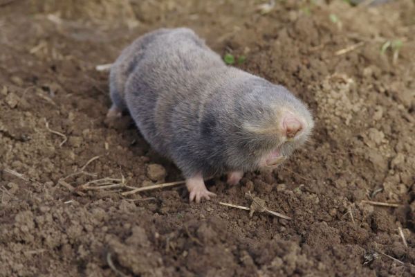 Vojvođansko slepo kuče može da izumre ako  se izgradi granična ograda između Mađarske i Srbije