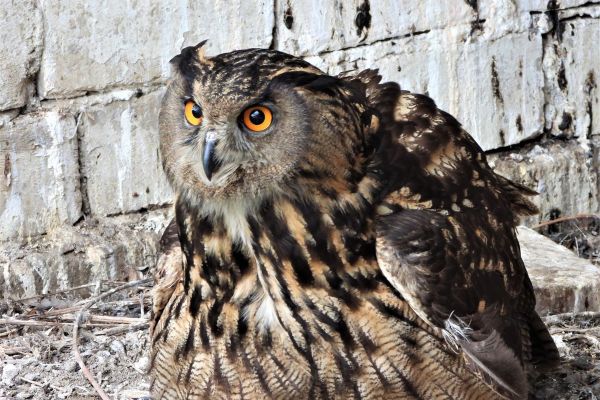 SOVA BULJINA VRAĆENA U DIVLJINU VRŠAČKIH PLANINA