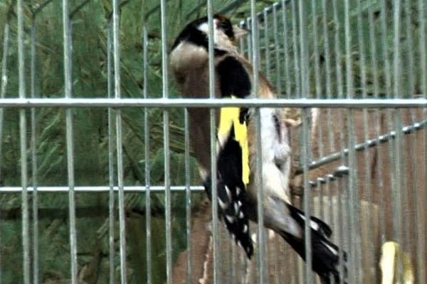 Uspešna akcija oduzimanja protivzakonito držanih češlјugara