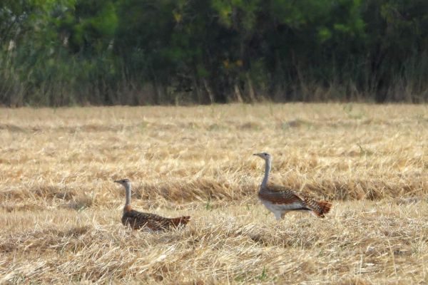NOVI ŽIVOT U POPULACIJI VELIKE DROPLJE U SRBIJI