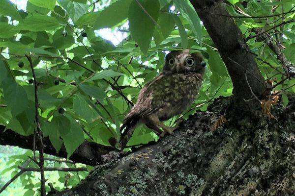 SRP „SELEVENJSKE PUSTARE“  BOGATIJE ZA 27 NOVIH STANOVNIKA STROGO  ZAŠTIĆENIH VRSTA PTICA