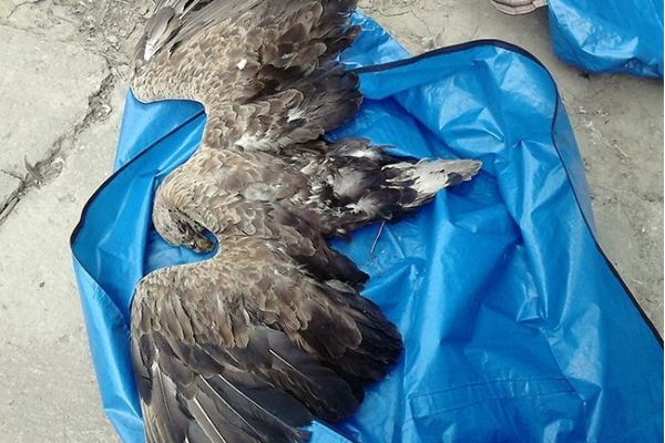 Saopštenje  za  javnost  povodom  slučajeva  trovanja  zaštićenih  vrsta  zbog  neodgovrne upotrebe  pesticida