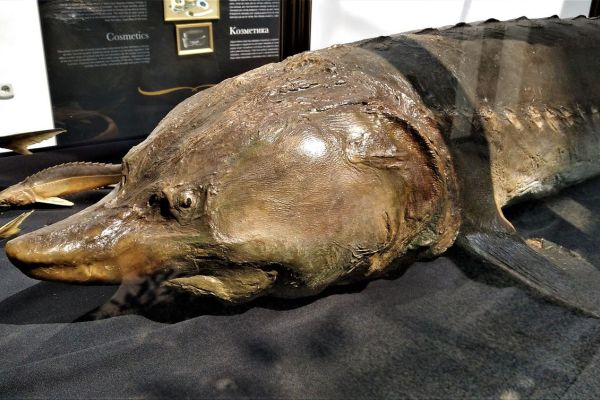 OTVORENA IZLOŽBA „KAVIJAR“