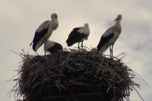 Značajno smanjen broj roda