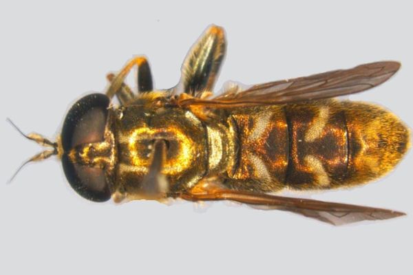 Otkrivena nova vrsta, dosad nepoznata nauci - osolika muva Eumerus pannonicus u Specijalnom rezervatu prirode "Pašnjaci velike droplje"