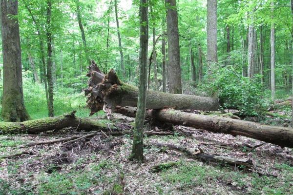 MEĐUNARODNI DAN ŠUMA, 21.mart 2017.