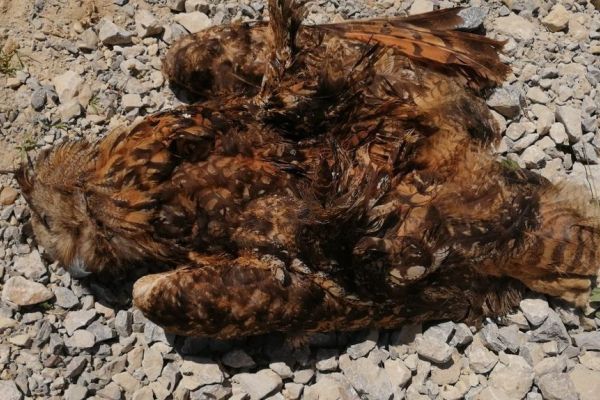 Retka vrsta sove, buljina, pronađena stradala kod Slankamenačkih Vinograda