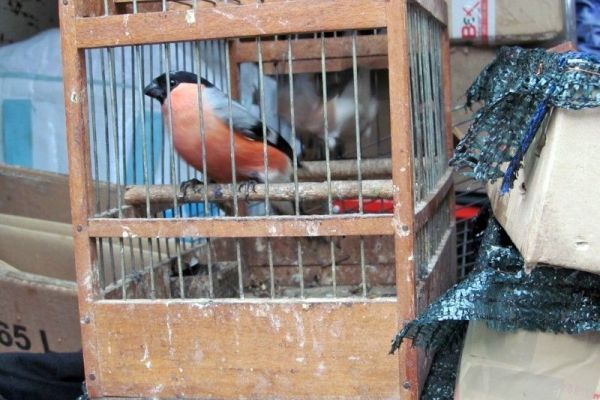 Kruševljanin kažnjen zbog trgovine zaštićenim pticama u Pančevu