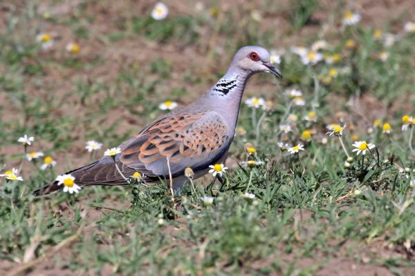 Zabranjen lov na grlicu u Srbiji do 2018.