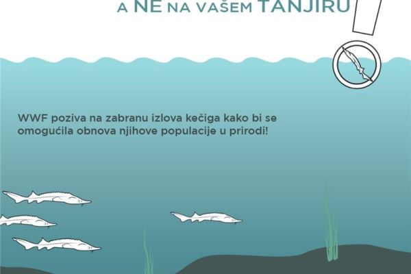WWF traži zabranu izlova kečige na pet godina