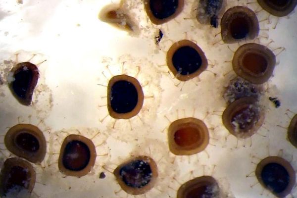 Nova invazivna vrsta slatkovodne briozoe u vodama Srbije, Pectinatella magnifica (Leidy 1851)