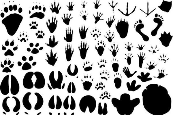 POZIV NA PREDAVANJE: OČUVANJE BIODIVERZITETA – OTVORENA PITANJA