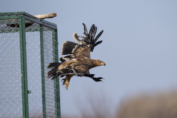 Mladi orao krstaš – novi let u slobodu