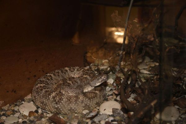 ZAPLENjENE ZMIJE OTROVNICE U KUPINOVU