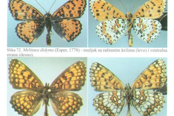 POZIV- FAUNA LEPIDOPTERA NACIONALNIH PARKOVA ĐERDAP, FRUŠKA GORA I TARA