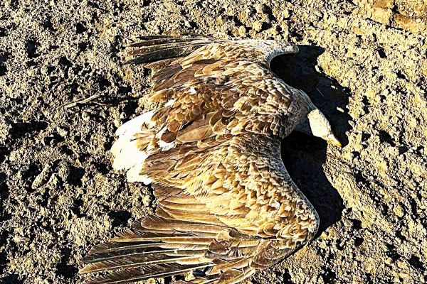 Kod Svilojeva nađeno pet uginulih orlova belorepana