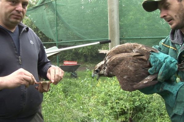 Oporavljeni stepski soko ponovo pušten u prirodu u saradnji Zavoda za zaštitu oprirode Srbije, zoo vrta Palić i Pokrajinskog zavoda za zaštitu prirode