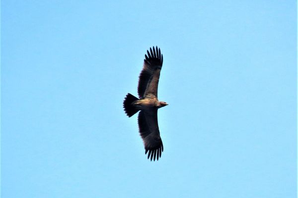 ORAO KRSTAŠ SVE BROJNIJI U NAŠIM KRAJEVIMA