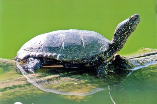 PROMOCIJA PUBLIKACIJE: PARK PRIRODE „BELJANSKA BARA“