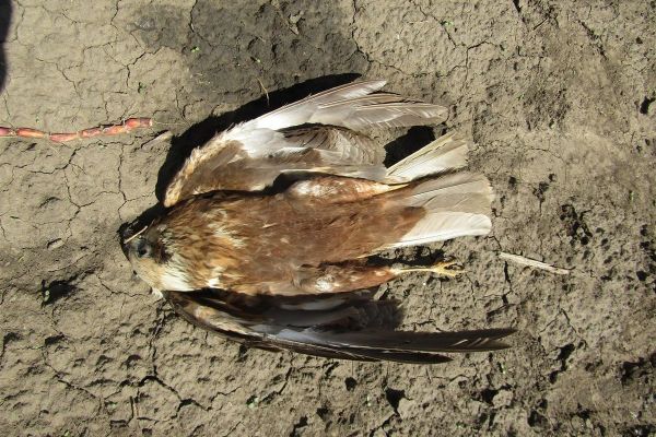 Deset ptica otrovano na njivi kod Novog Orahova