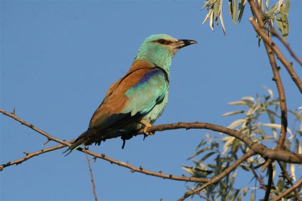 Posle tri decenije modrovrane ponovo u zapadnoj Bačkoj