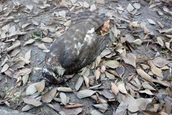 Otrovane ptice na Detelinari u Novom Sadu