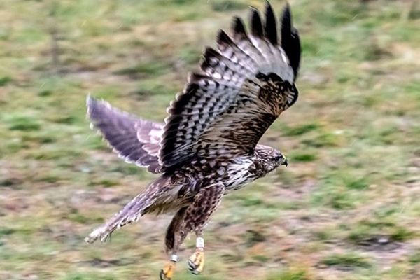 ŠEST PTICA GRABLJIVICA USPEŠNO PUŠTENE NA NJIHOVA PRIRODNA STANIŠTA