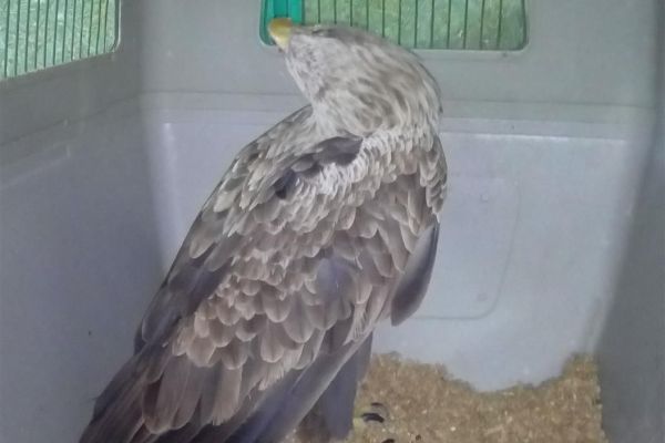 Zbrinut iznemogli orao belorepan