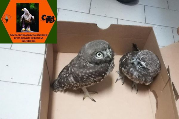 ZBRINUTE ZAŠTIĆENE DIVLJE VRSTE PTICA