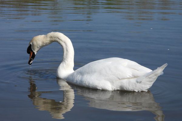 USPEŠNO UKLONJEN LABUD SA AUTOPUTA E-75 PORED NOVOG SADA